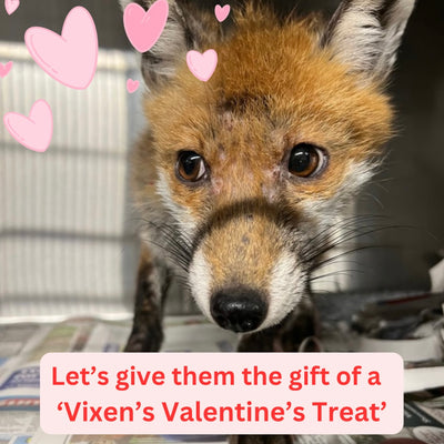 A Vixen's Valentine's Treat!