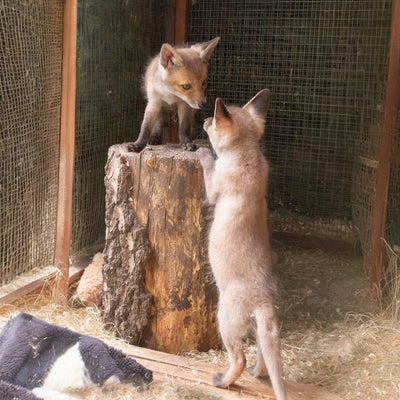 Fox Fridge Magnet - King of the Castle