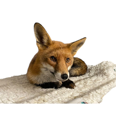 Perfect Present Gift Certificate (4) - Vet Bed