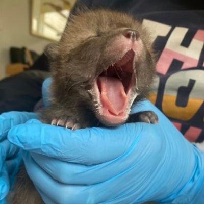 Wildlife Rescue Experience Day