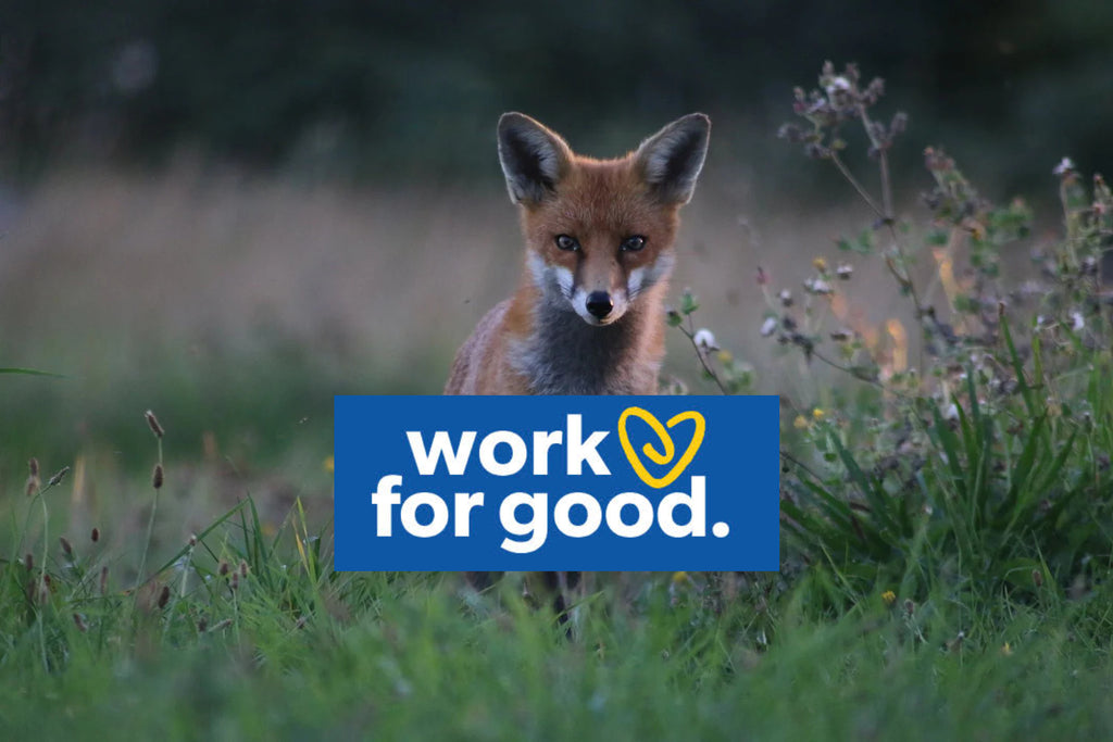 Fox Helping Roz Volunteering – The Fox Project