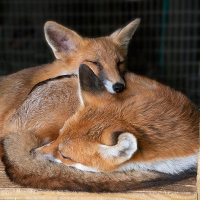 Fox card - Arthur and Perry