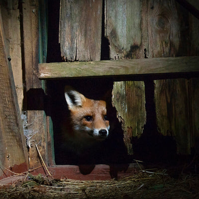 Fox card - Curious visitor