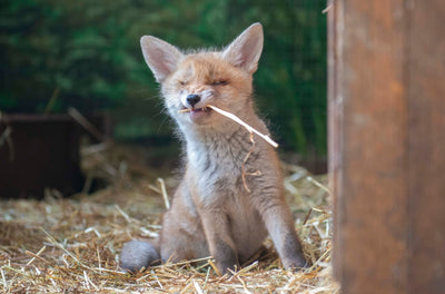 Perfect Present Gift Certificate (7) - Hay (not just for horses!)