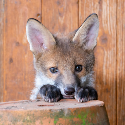 Fox card - Flowerpot