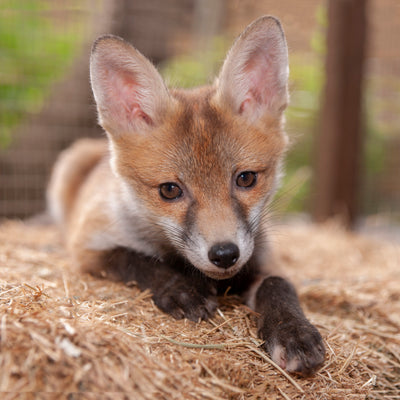 Fox card - Ginny