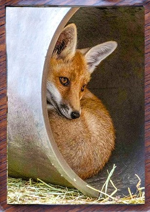 Fox Magnet - Honey