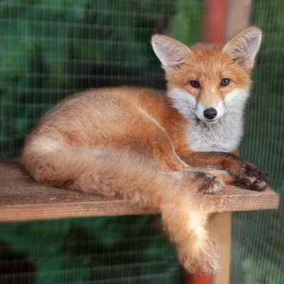 Fox card - Miss Delphi