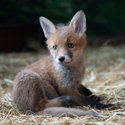 Fox card - Rose